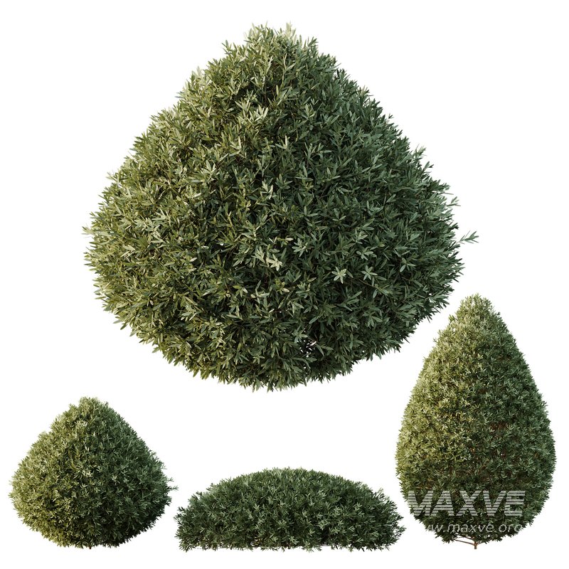 HQ Plants Montra Olive Bush Version5 - Image 1