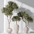 Plants Mission Olive Tree Indoor Vase Set006 - Thumbnail 1