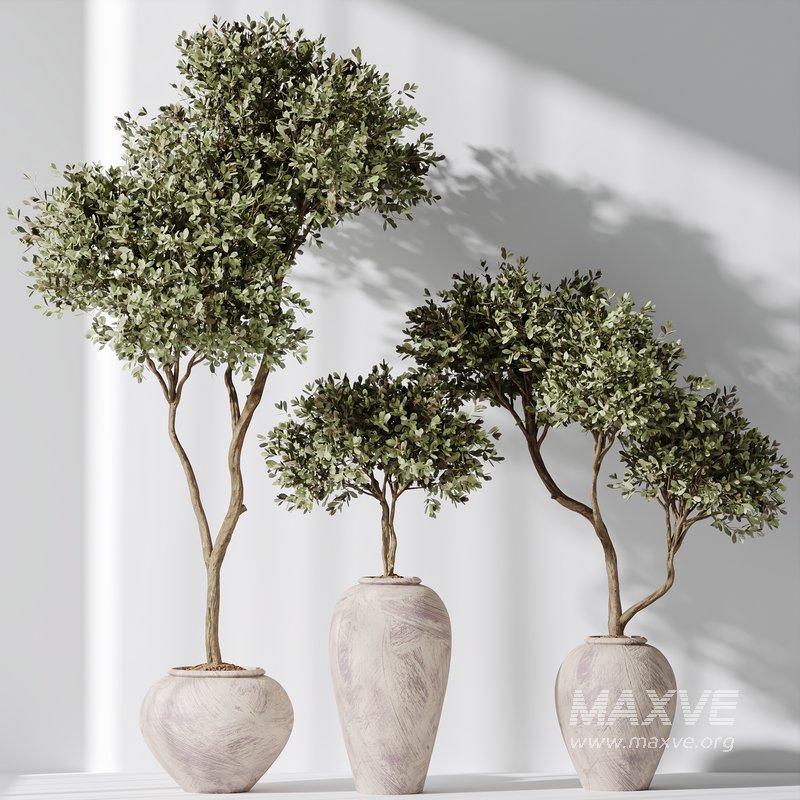 Plants Mission Olive Tree Indoor Vase Set006 - Image 1
