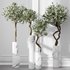 HQ Plants Mission Olive Tree Indoor Vase Set003 - Thumbnail 2