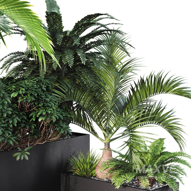 HQ Tree and bush garden box outdoor VOL 09 - Image 3