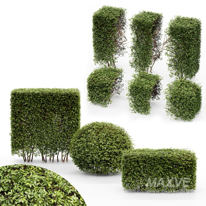 HQ Dwarf Yaupon Holly Spherical Cone Spherical Box hedge - Image 2