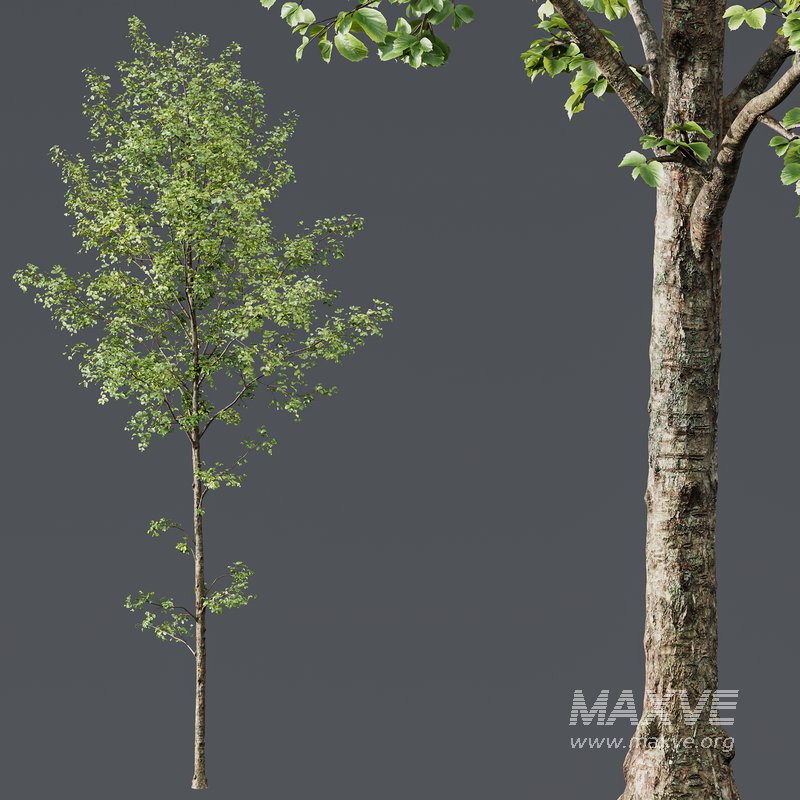 Alnus Glutinosa 2 - Image 2