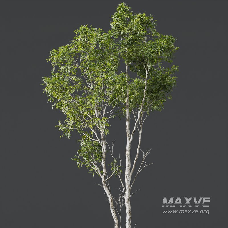 Betula Pendula and Castanea Sativa - Image 2