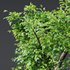 Fagus Grandifolia and Celtis Australis - Thumbnail 6