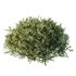 HQ Plants Montra Olive Bush Version2 - Thumbnail 4