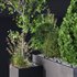 HQ Tree and bush garden box outdoor VOL 05 - Thumbnail 3