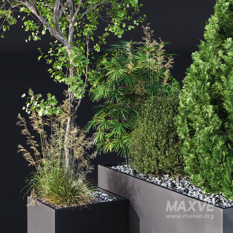 HQ Tree and bush garden box outdoor VOL 05 - Image 3