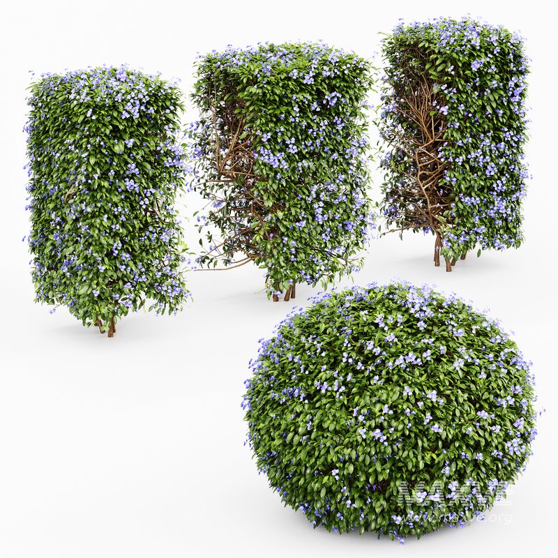 Dwarf Yaupon Holly flowering plants - Image 3