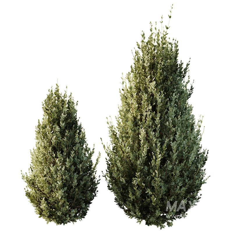 HQ Plants Montra Olive Bush Version8 - Image 2