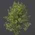 Castanea Sativa and Alnus Glutinosa - Thumbnail 3