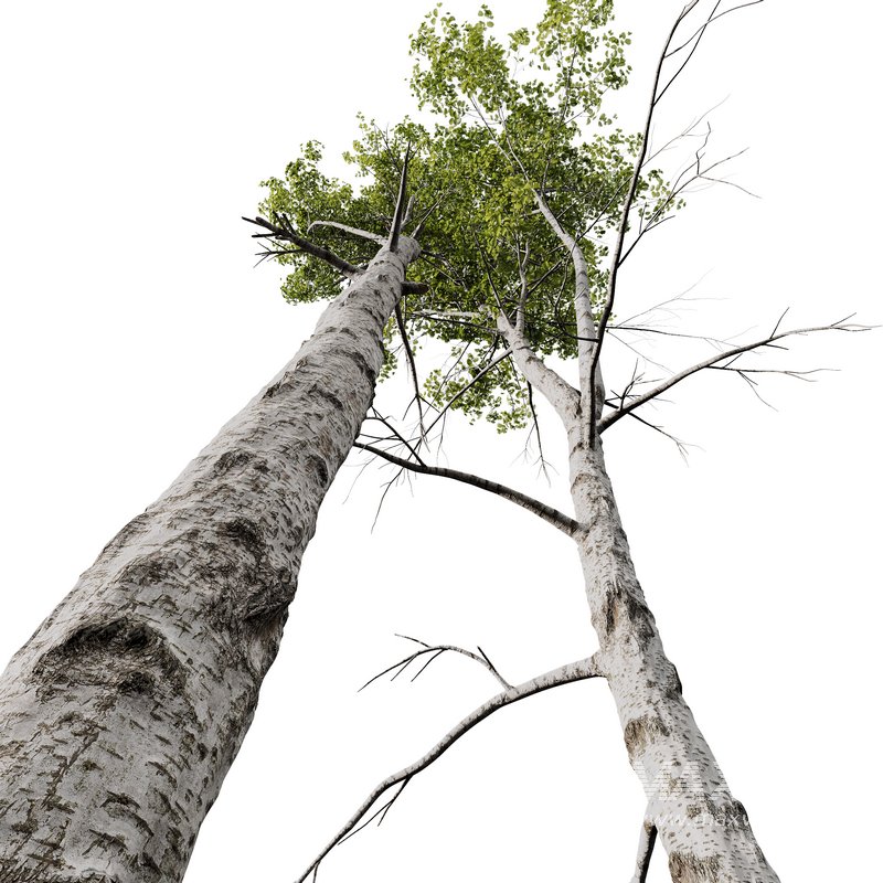 Betula Pendula and Castanea Sativa - Image 2