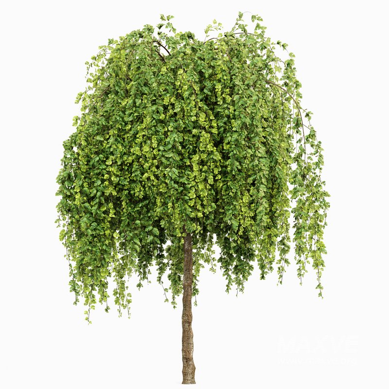 Weeping Mulberry Bagged Ornamental Chaparral - Image 2