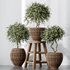 Plants Mission Olive Tree Indoor Vase Set004 - Thumbnail 1