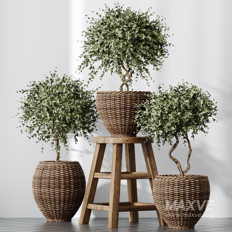 Plants Mission Olive Tree Indoor Vase Set004 - Image 1