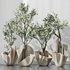 Plants Mission Olive Tree Indoor Vase Set002 - Thumbnail 1