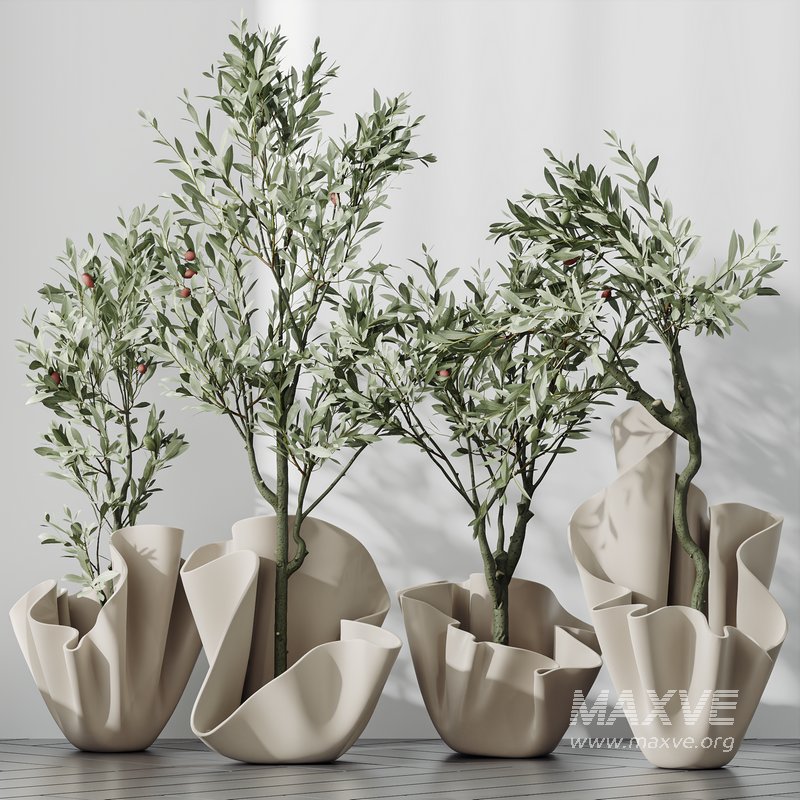 Plants Mission Olive Tree Indoor Vase Set002 - Image 1