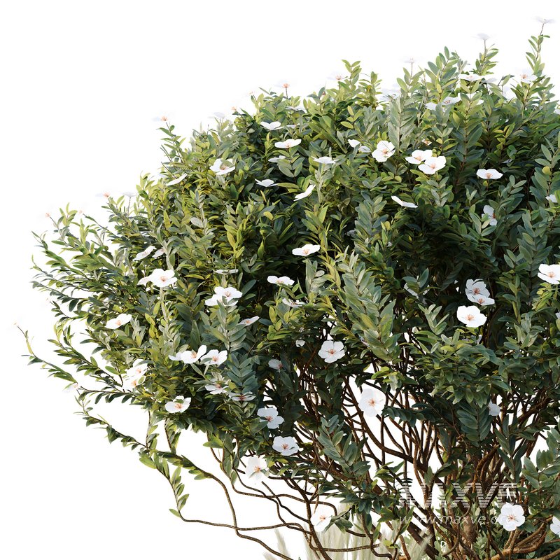 HQ Tree and bush garden box outdoor VOL 21 - Image 3