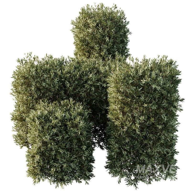 HQ Plants Montra Olive Bush Version4 - Image 2