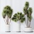 Plants Yucca Elephantipes Gigantea Vase Set04 - Thumbnail 3