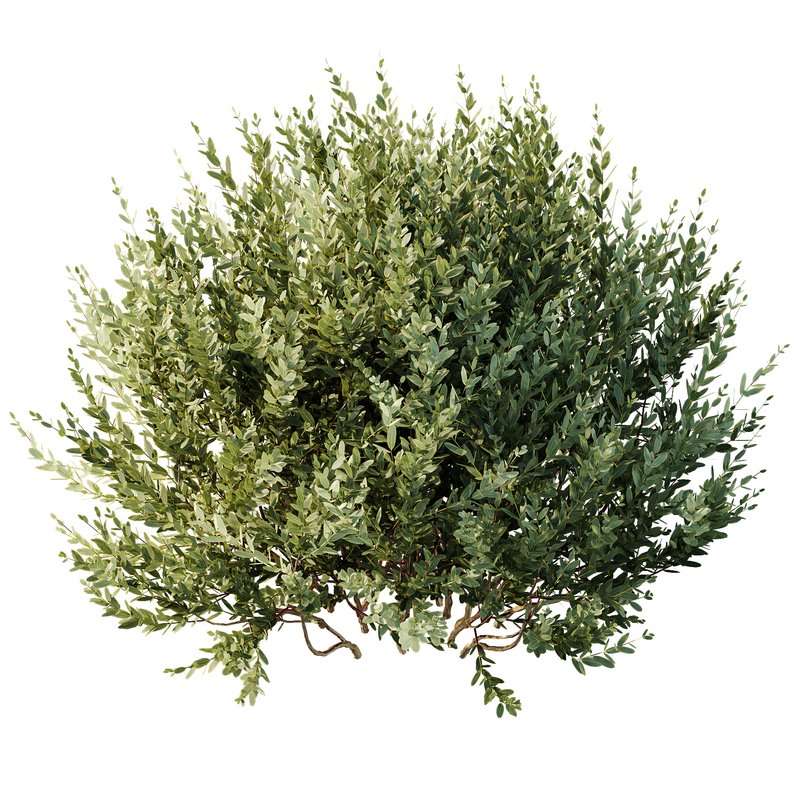 Montra Olive 13 different Bush - Image 4