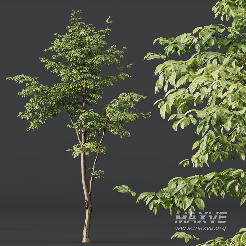 Carpinus Betulus - Image 4