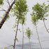 Betula Pendula - Thumbnail 2