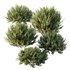 HQ Plants Montra Olive Bush Version10 - Thumbnail 4