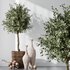 HQ Plants Mission Olive Tree Indoor Vase Set005 - Thumbnail 1