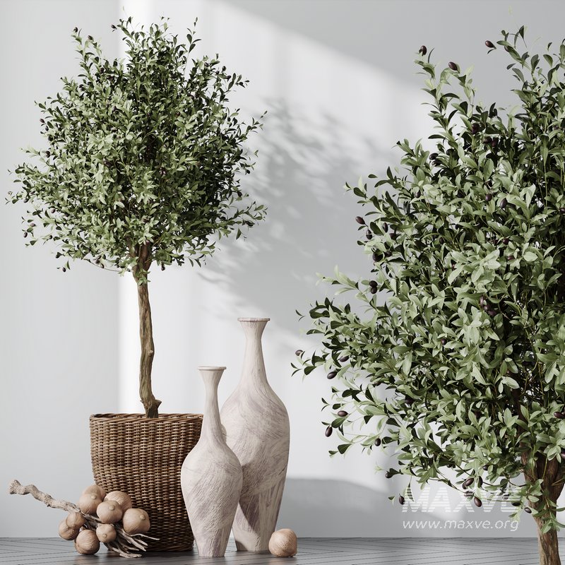 HQ Plants Mission Olive Tree Indoor Vase Set005 - Image 1