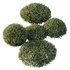 HQ Plants Montra Olive Bush Version3 - Thumbnail 3