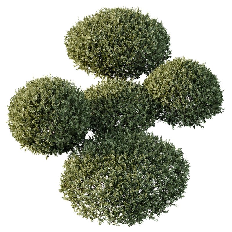 HQ Plants Montra Olive Bush Version3 - Image 3