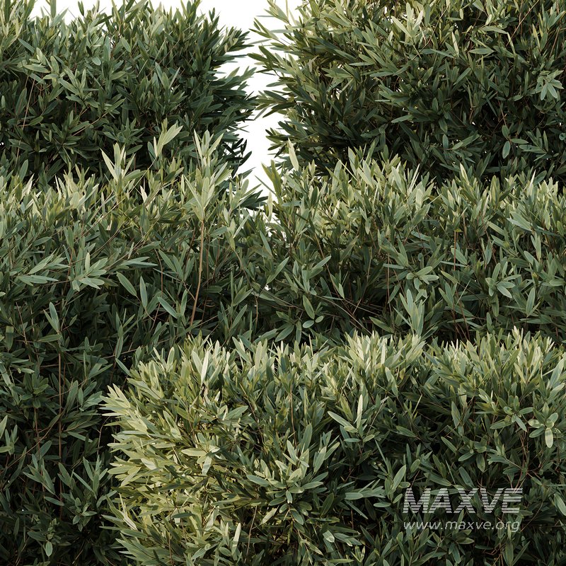 Montra Olive Bush02 - Image 4