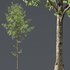 Alnus Glutinosa-3 trees - Thumbnail 3