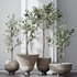 HQ Plants Mission Olive Tree Indoor Vase Set001 - Thumbnail 4