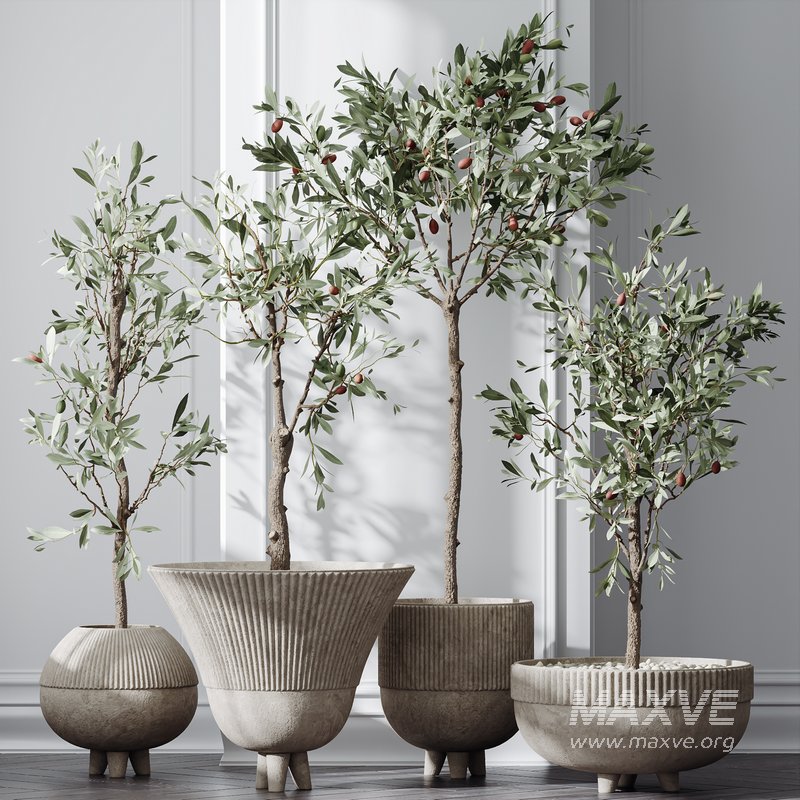 HQ Plants Mission Olive Tree Indoor Vase Set001 - Image 4