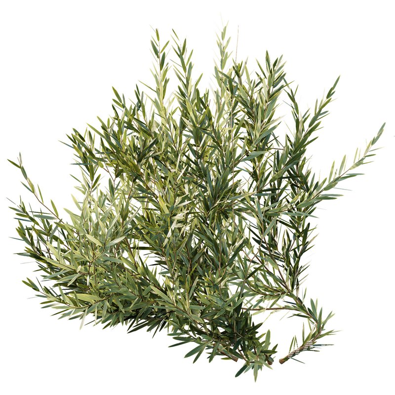 HQ Plants Montra Olive Bush Version1 - Image 2