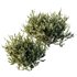 HQ Plants Montra Olive Bush Version9 - Thumbnail 2