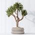 Plants Yucca Elephantipes Gigantea Vase Set01 - Thumbnail 2