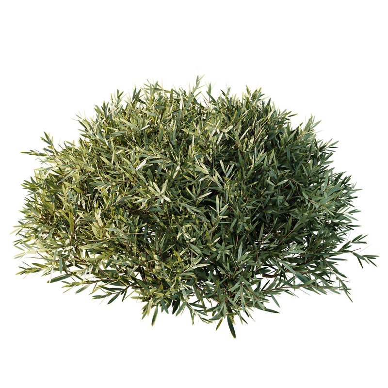 Montra Olive Bush - Image 2