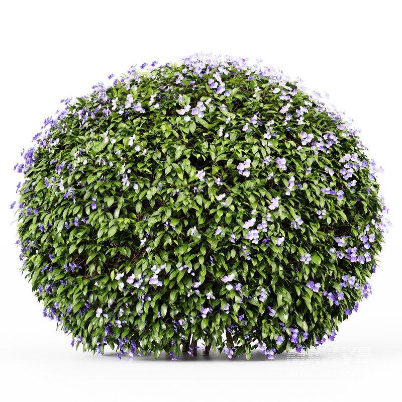 Dwarf Yaupon Holly flowering plants - Image 2