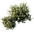 HQ Plants Montra Olive Bush Version9 - Thumbnail 3