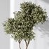 Plants Mission Olive Tree Indoor Vase Set006 - Thumbnail 3