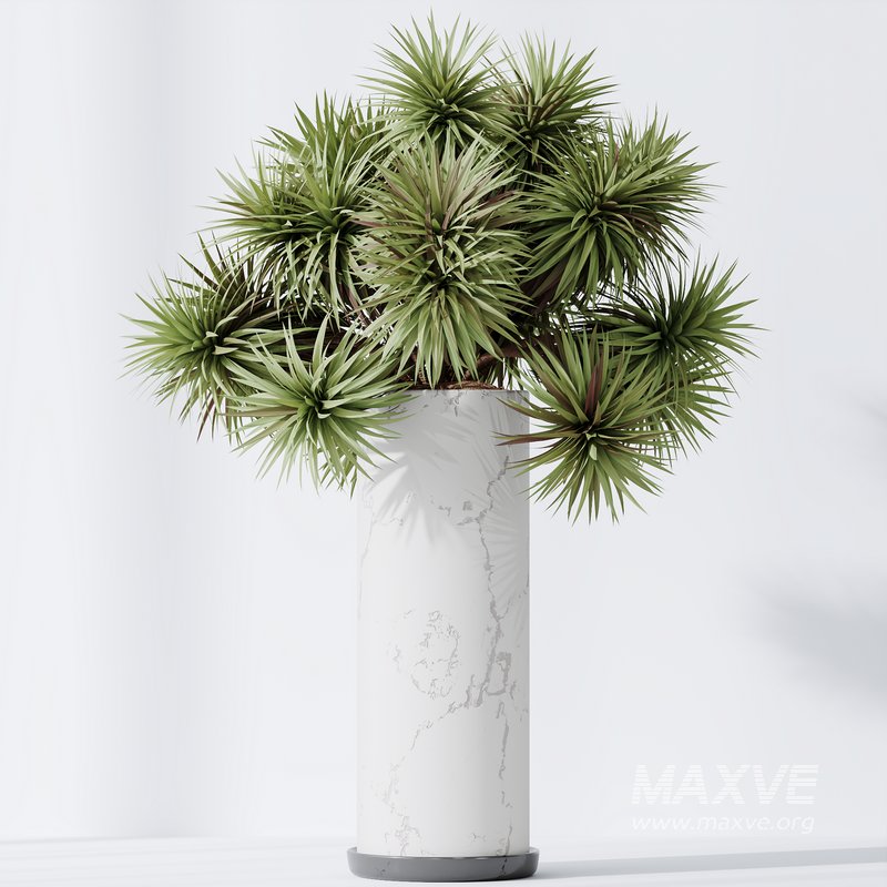 Plants Yucca Elephantipes Gigantea Vase Set04 - Image 2