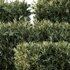 HQ Plants Montra Olive Bush Version4 - Thumbnail 3