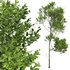 Fagus Grandifolia and Celtis Australis - Thumbnail 3