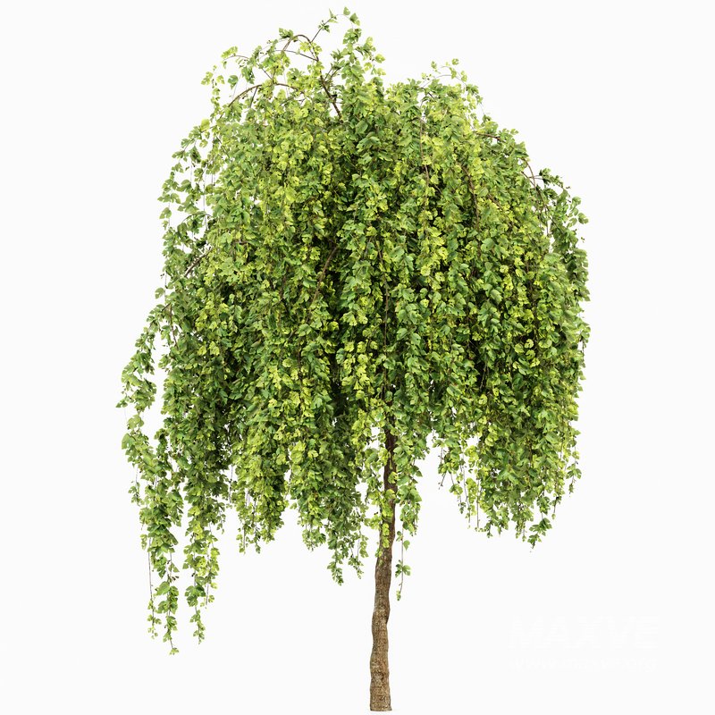 Weeping Mulberry Bagged Ornamental Chaparral - Image 3