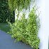 Wall Artificial Hanging Plants-01 - Thumbnail 2