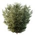 HQ Plants Montra Olive Bush Version6 - Thumbnail 5