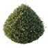 HQ Plants Montra Olive Bush Version5 - Thumbnail 3